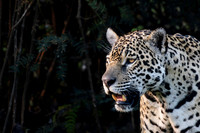 Wild Jaguars-photos